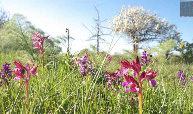 Alta Murgia, lì dove fioriscono le rare, eleganti e segrete orchidee selvatiche